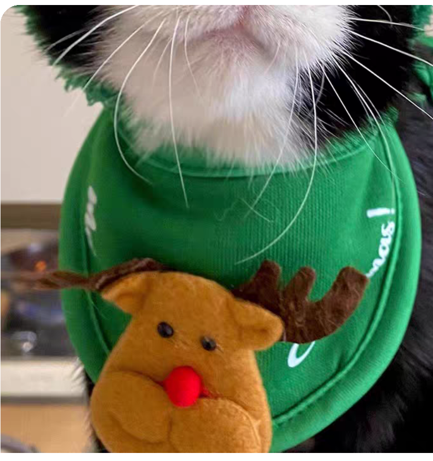 🎄 Cozy Christmas Cat Outfit Set – Hat, Scarf & Fuzzy Jacket