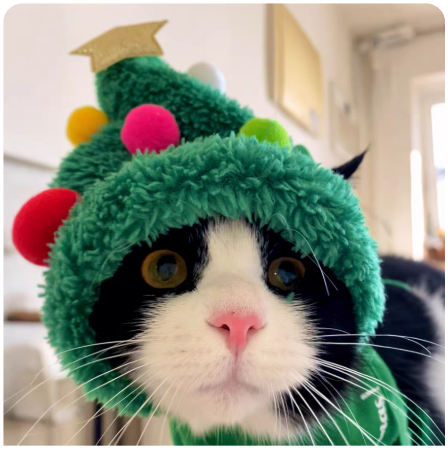 🎄 Cozy Christmas Cat Outfit Set – Hat, Scarf & Fuzzy Jacket